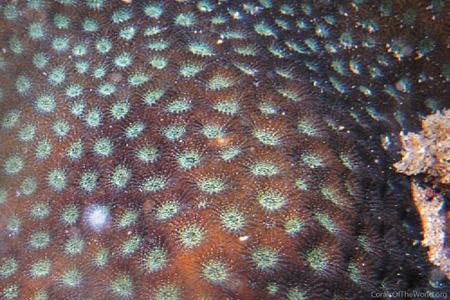 CotW preview: Micromussa diminuta
