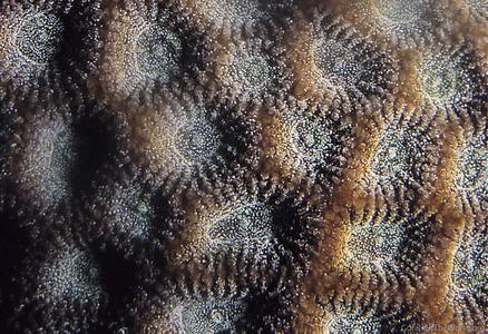 CotW: Micromussa diminuta