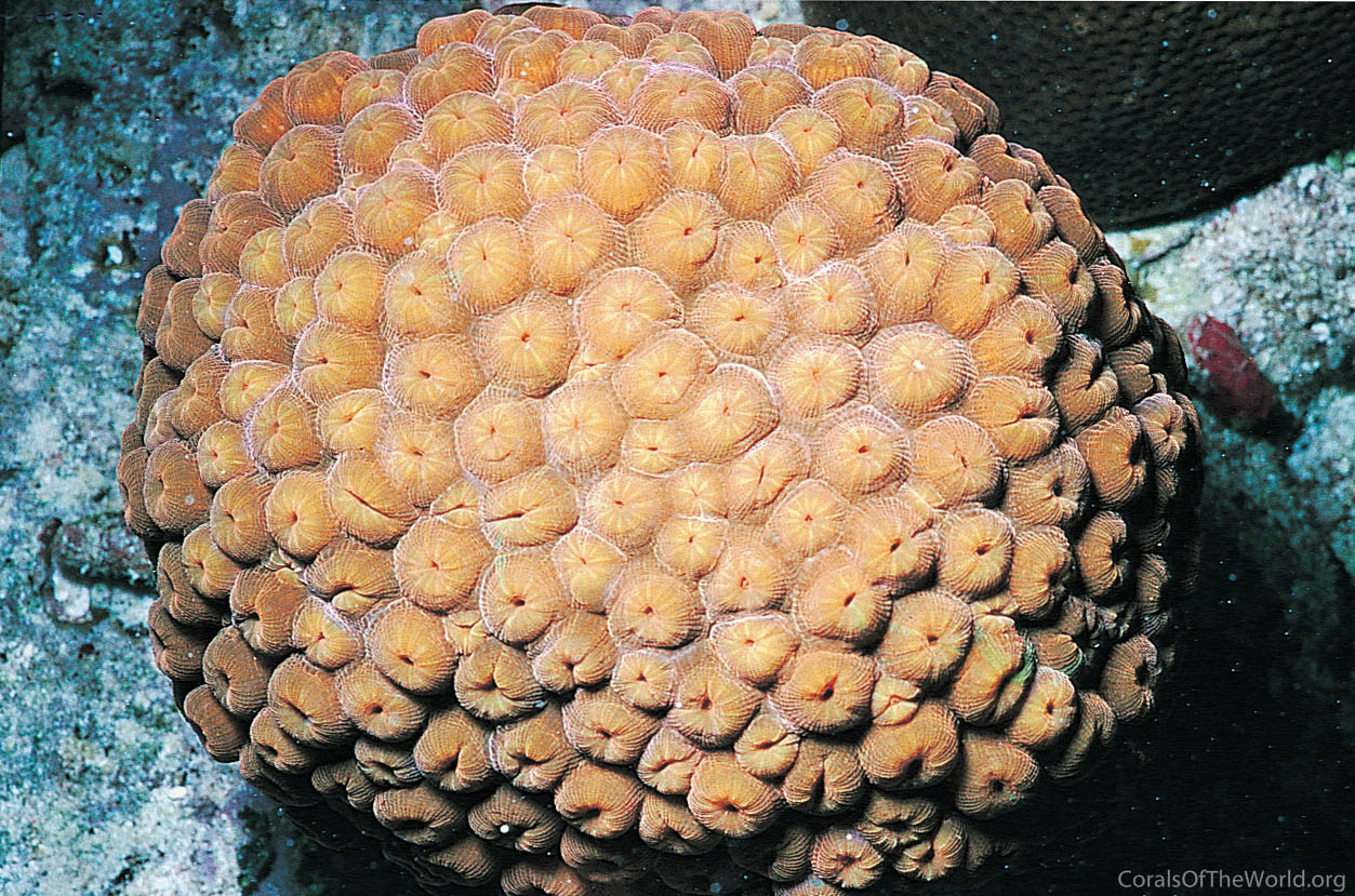 Montastraea cavernosa