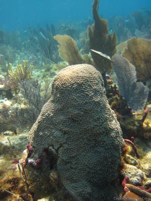 CotW preview: Montastraea cavernosa