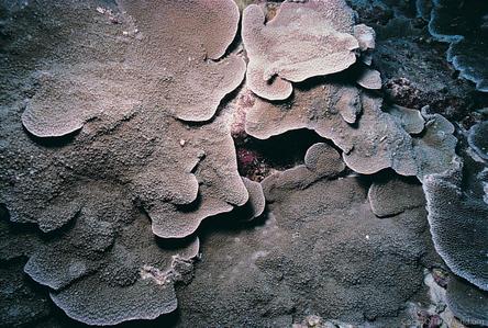 CotW preview: Montipora aequituberculata