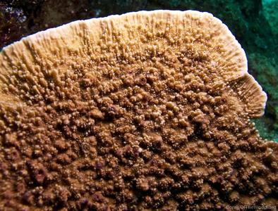 CotW: Montipora aequituberculata