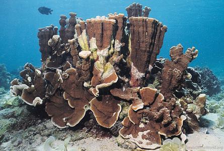 CotW: Montipora aequituberculata