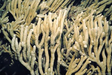 CotW: Montipora altasepta