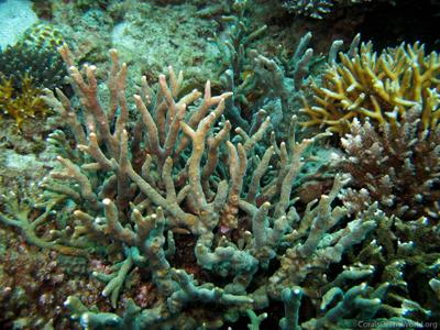 CotW: Montipora altasepta