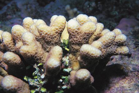 CotW: Montipora angulata