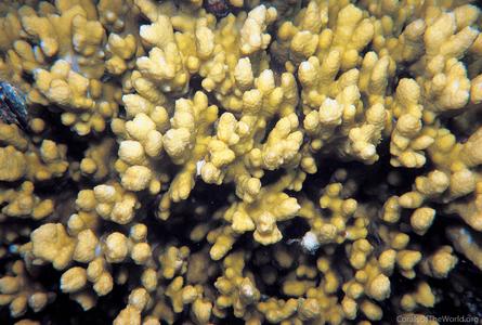 CotW preview: Montipora aspergillus