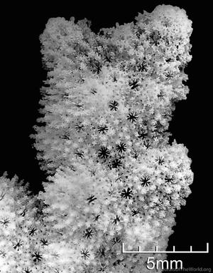 CotW: Montipora aspergillus