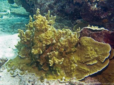 CotW: Montipora australiensis