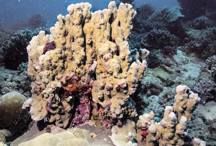CotW: Montipora australiensis