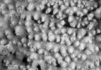 CotW preview: Montipora bilaminata