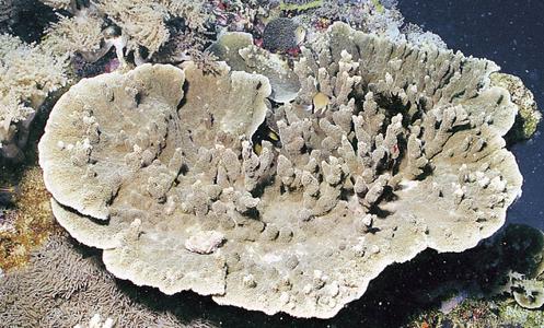 CotW: Montipora cactus
