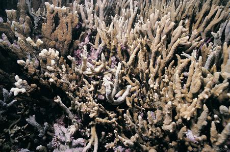 CotW: Montipora cactus