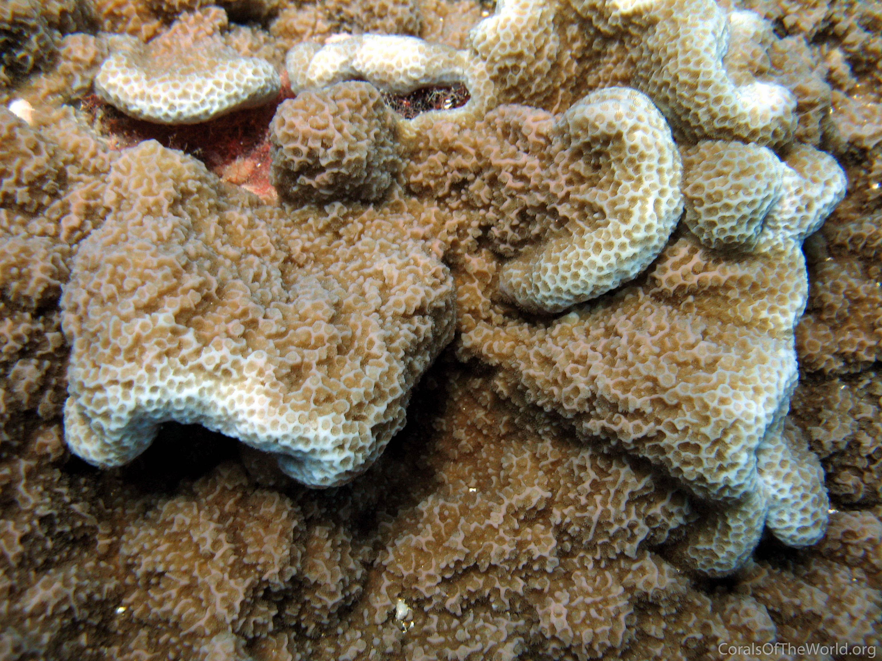 Montipora caliculata