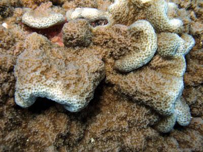 CotW preview: Montipora caliculata