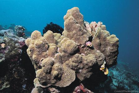 CotW: Montipora caliculata