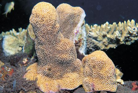 CotW: Montipora caliculata
