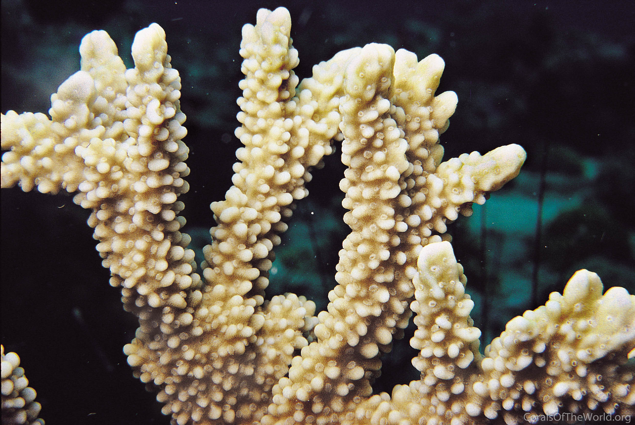 Montipora capitata