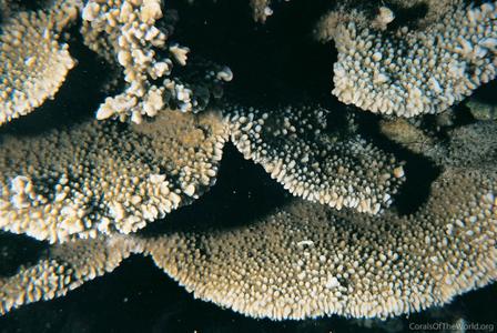 CotW preview: Montipora capitata