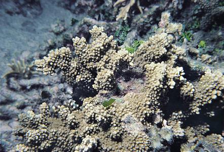 CotW: Montipora capitata