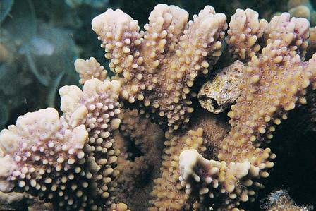 CotW: Montipora capitata