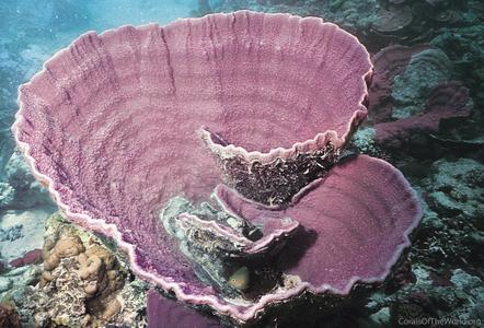 CotW: Montipora capricornis