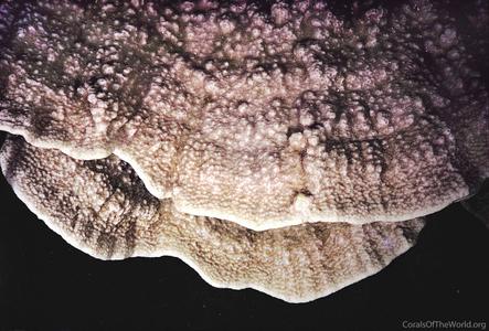 CotW: Montipora capricornis