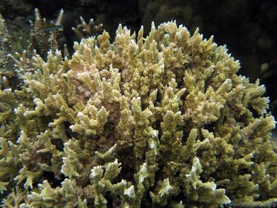 CotW preview: Montipora carinata