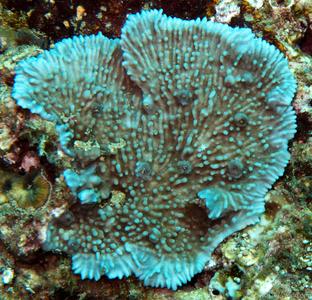 CotW: Montipora cebuensis