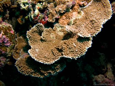 CotW: Montipora cebuensis