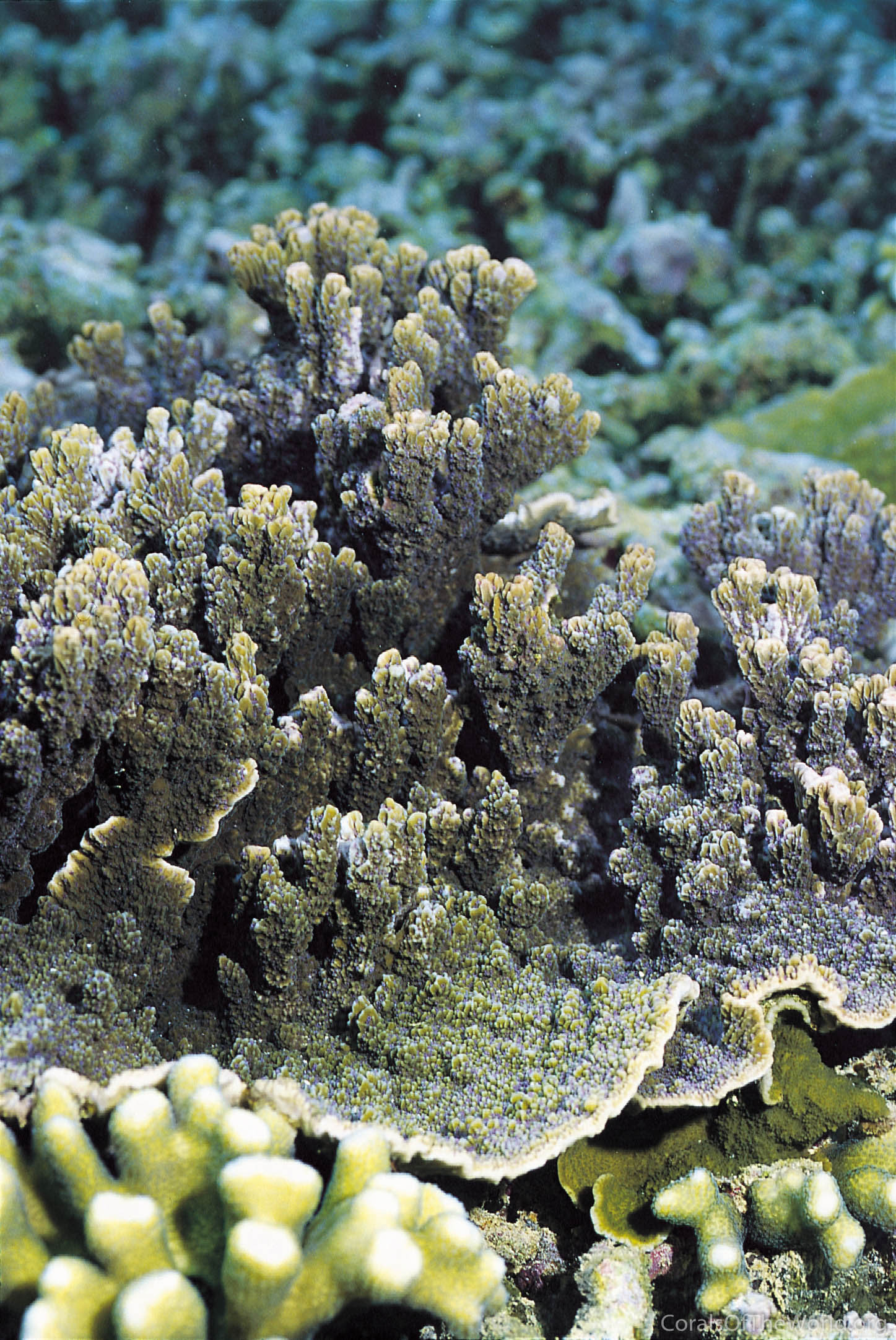 Montipora circumvallata