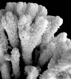 CotW: Montipora circumvallata