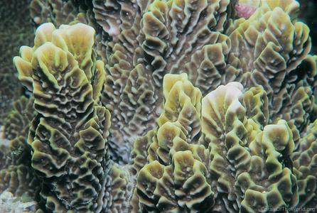 CotW preview: Montipora confusa