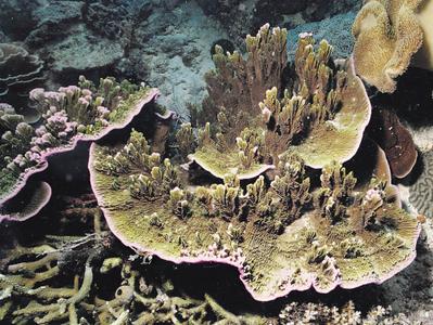 CotW: Montipora confusa