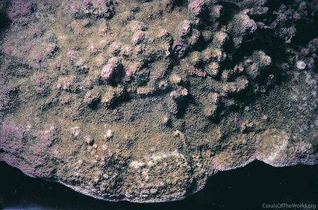 CotW: Montipora corbettensis
