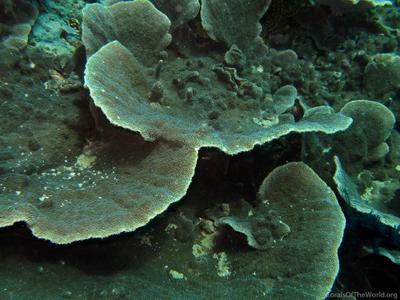 CotW: Montipora corbettensis