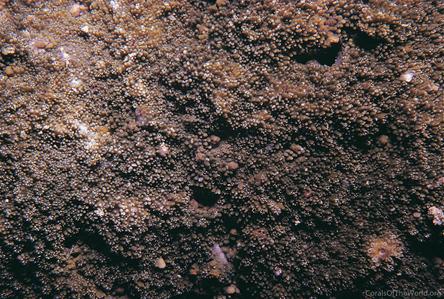 CotW: Montipora corbettensis