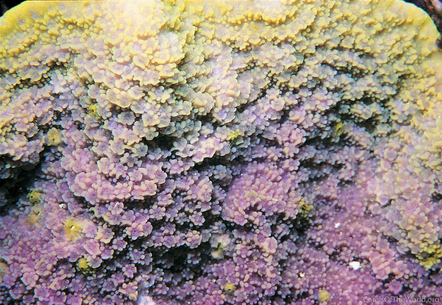 Montipora crassituberculata