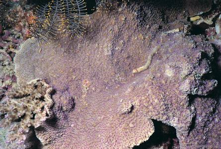 CotW: Montipora crassituberculata