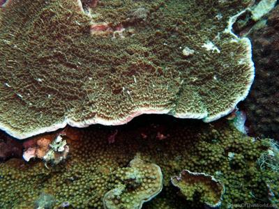 CotW: Montipora crassituberculata