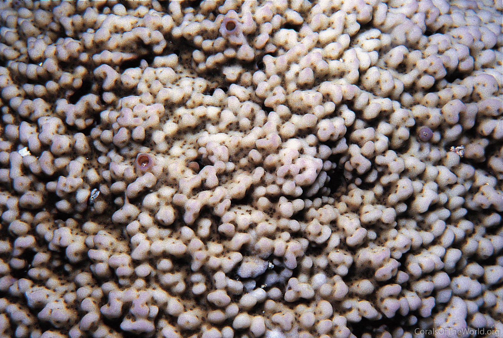 Montipora cryptus