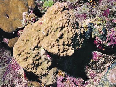 CotW preview: Montipora cryptus