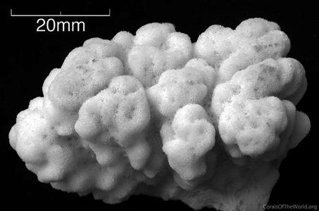 CotW: Montipora cryptus