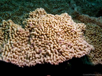 CotW: Montipora danae