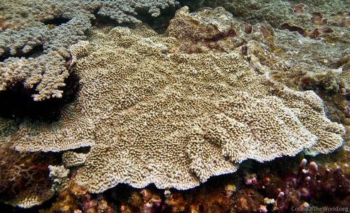 CotW: Montipora danae