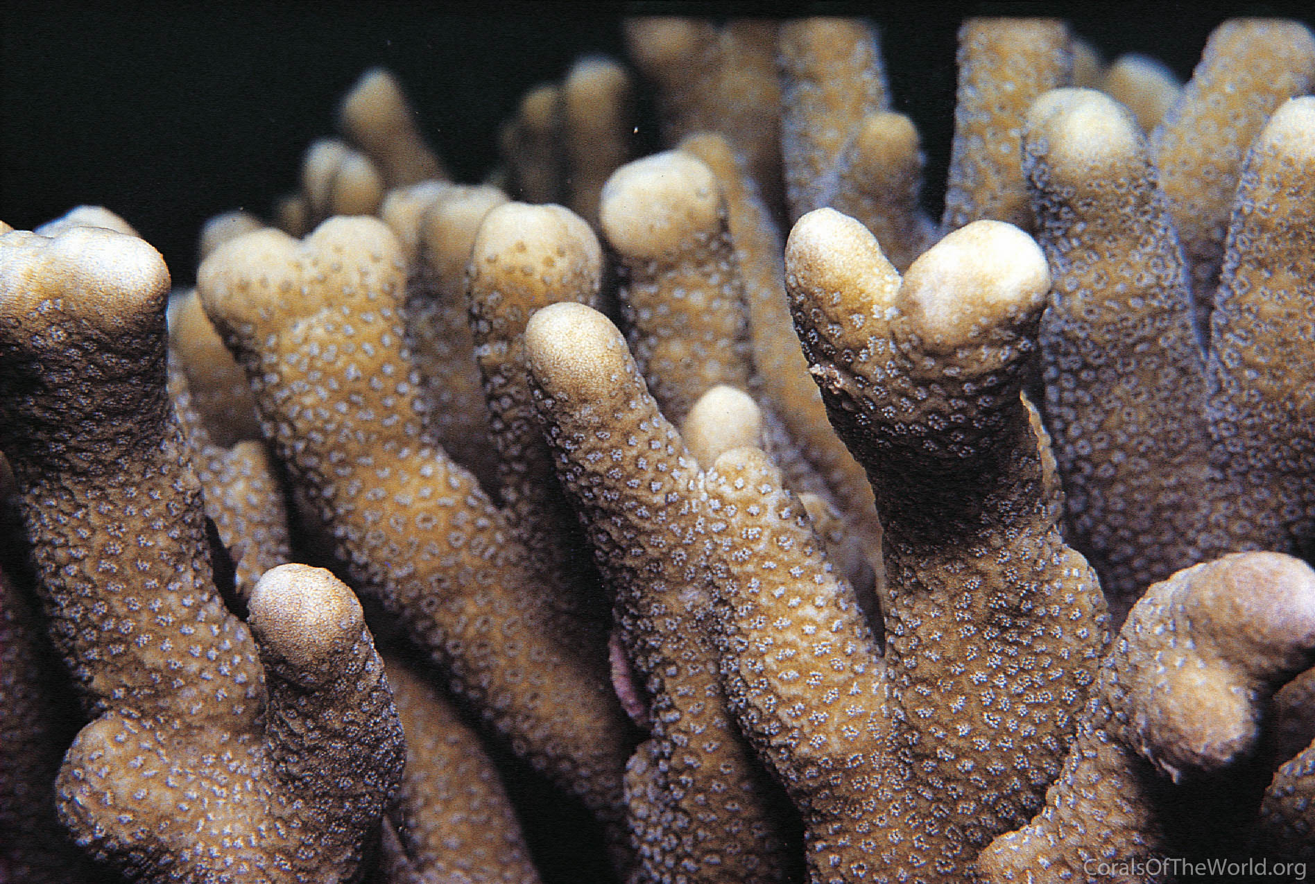 Montipora digitata