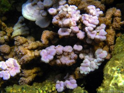 CotW: Montipora dilatata