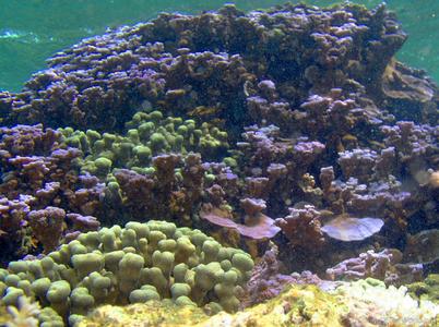 CotW: Montipora dilatata