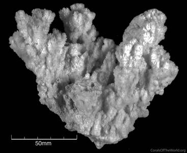 CotW preview: Montipora echinata