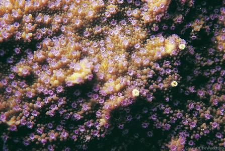 CotW: Montipora effusa